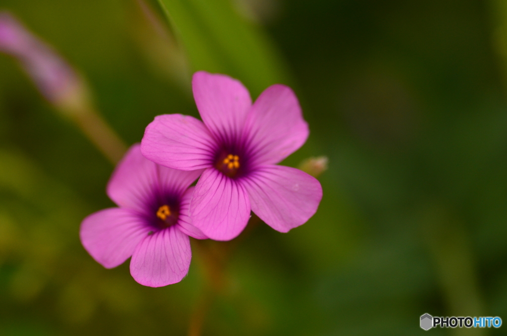 ピンクの花？