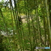竹藪の奥