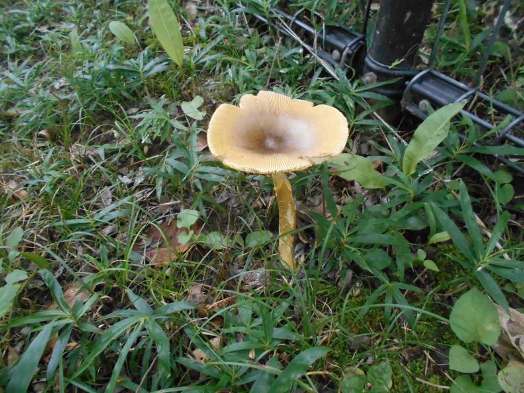 キノコ毒