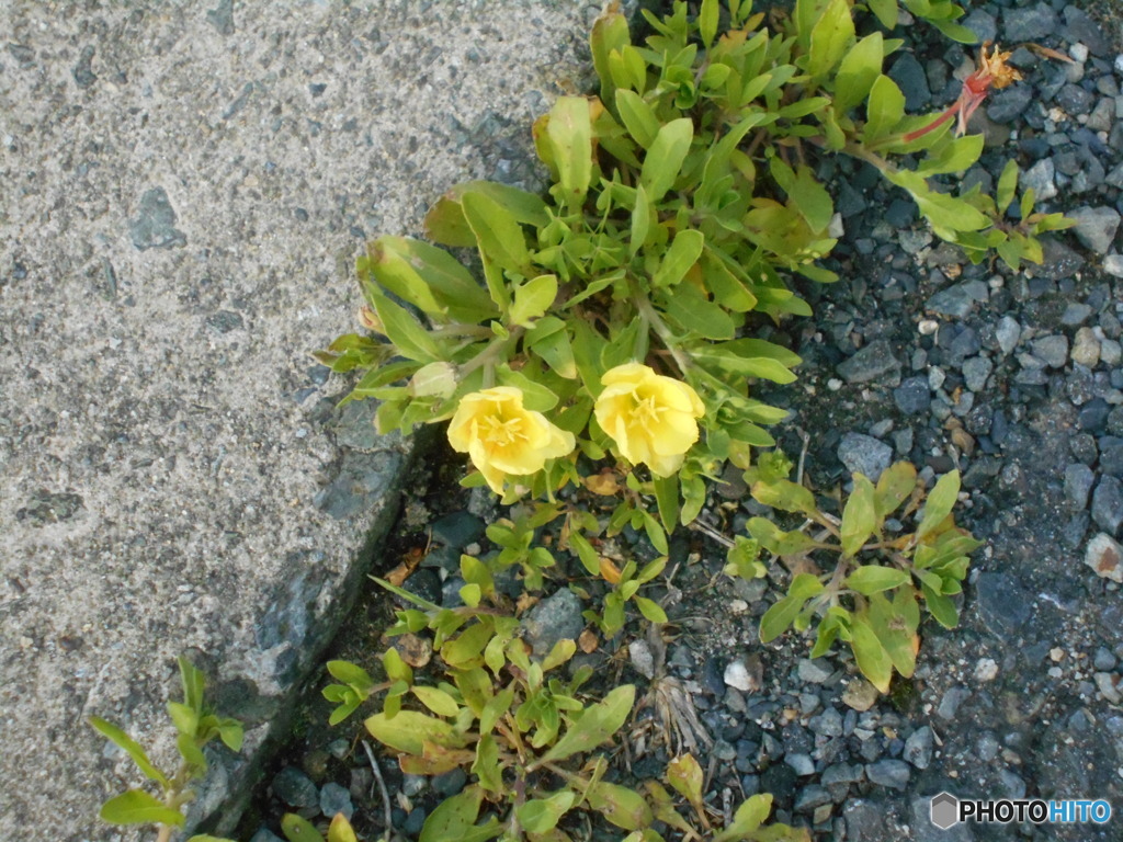 黄色い雑草