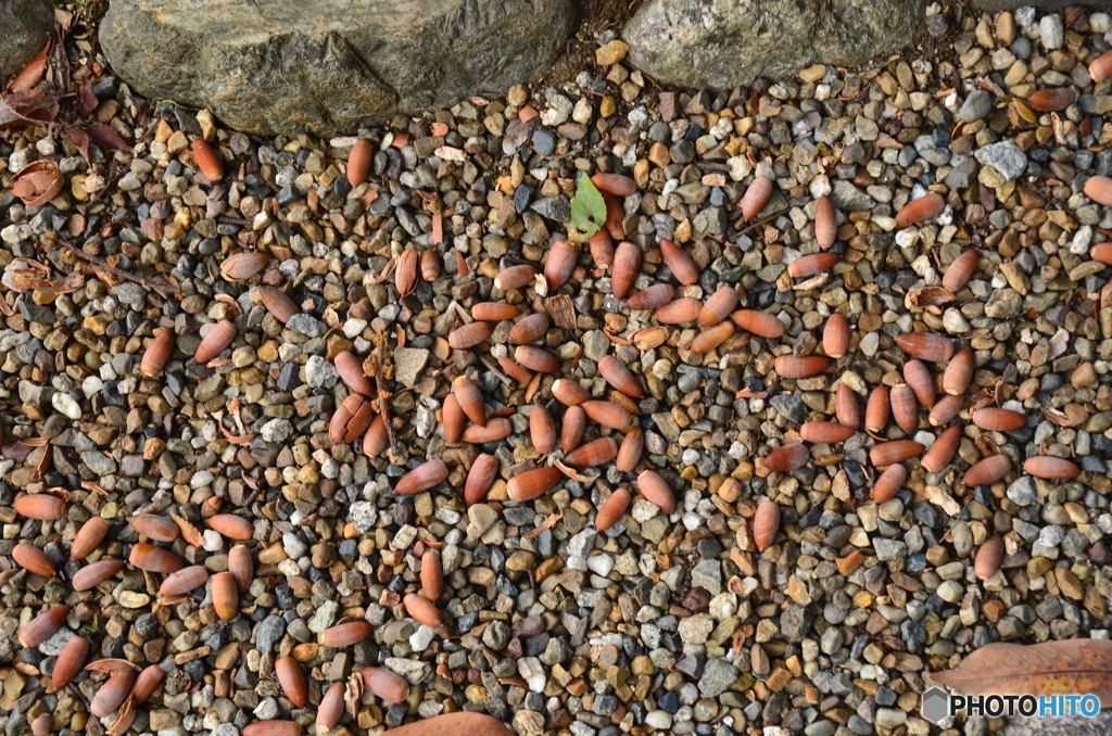 どんぐりデスよ