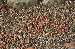 どんぐりデスよ