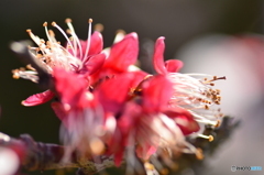 花びら無しの梅華