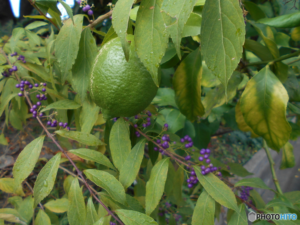 柑橘系と紫の実