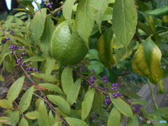 柑橘系と紫の実