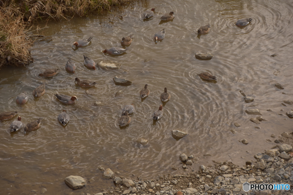 水鳥群集