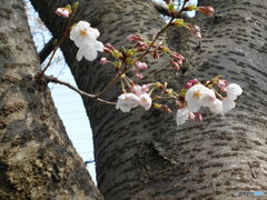 小枝桜