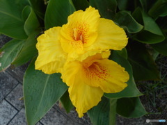 酷暑で出歩けない!