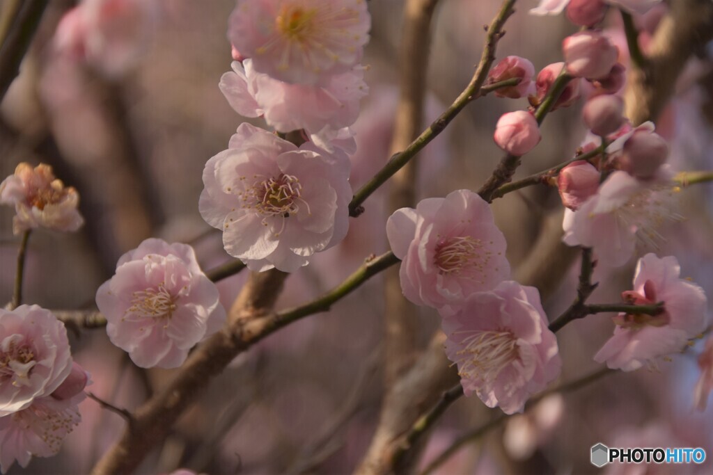 ピンクの梅の花？