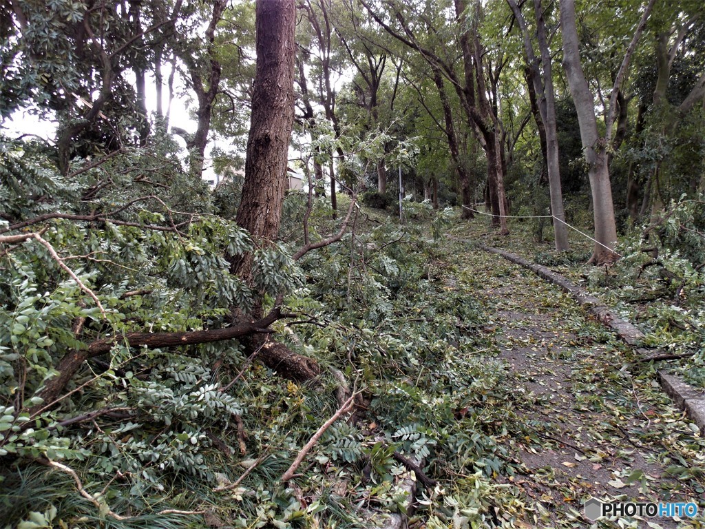 今朝の散歩から４