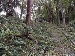 今朝の散歩から４