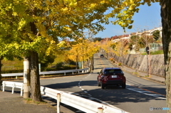 この銀杏並木を進むと!
