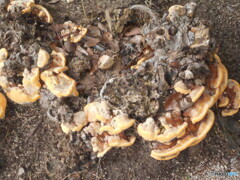 木の根っこから‼