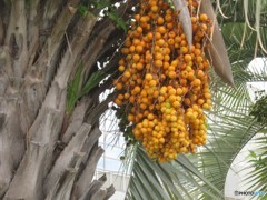 毎年実をつけます