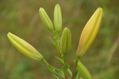 植物、、蕾