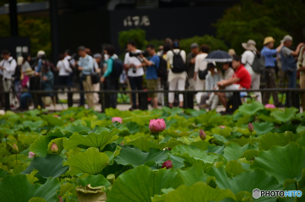 ハスの花をメインに