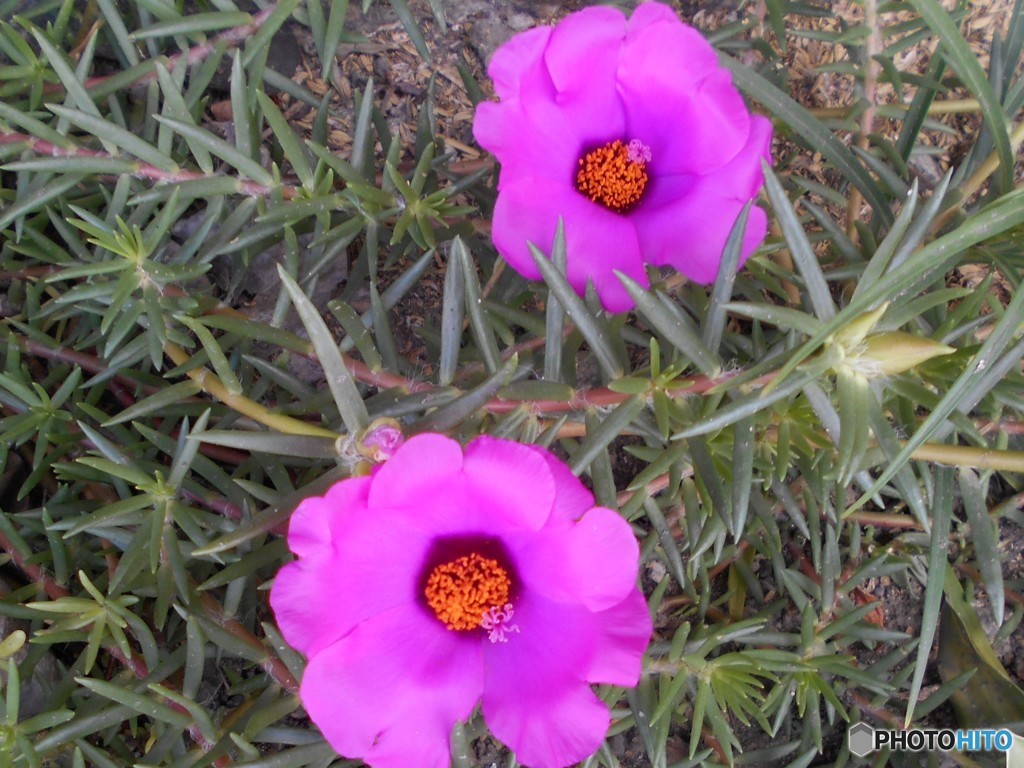 ピンク、ピンク