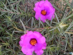 ピンク、ピンク