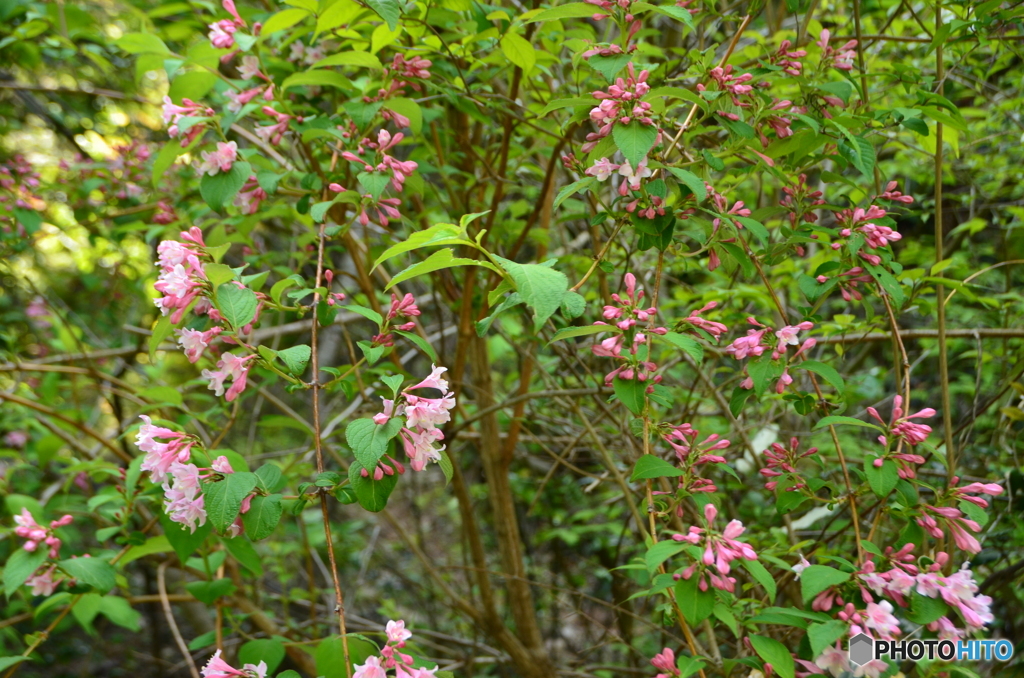 山間部に咲く花