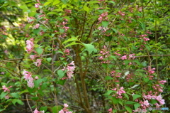 山間部に咲く花
