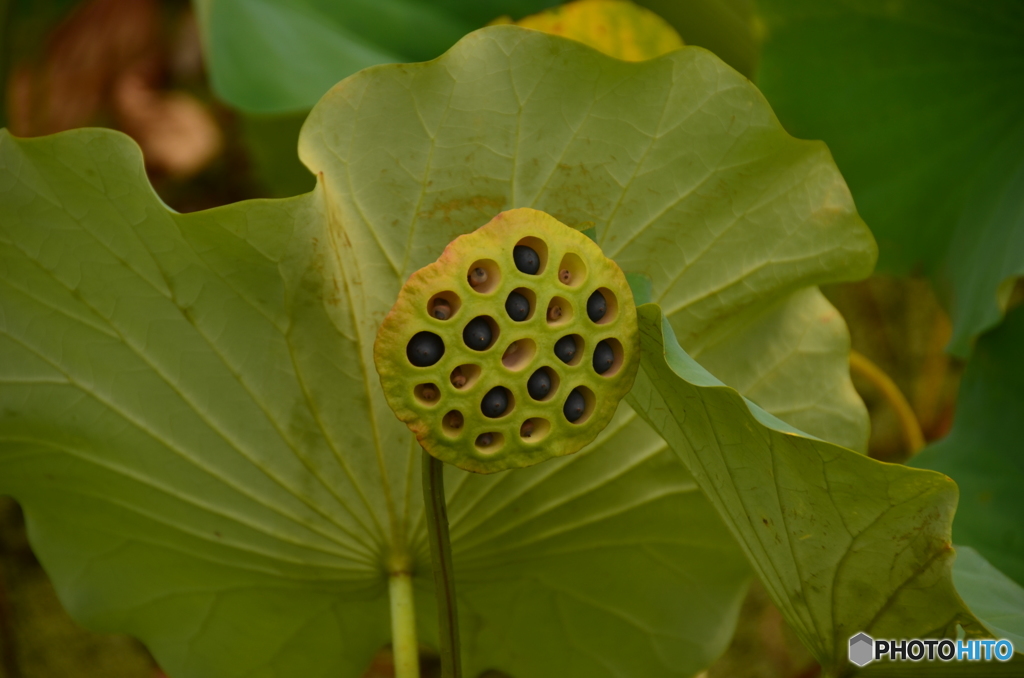 まだ頑張ってる蓮の実