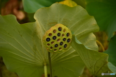 まだ頑張ってる蓮の実