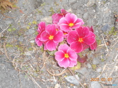 ピンク色の花