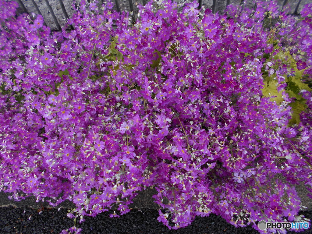 ピンク、ピンクだよ