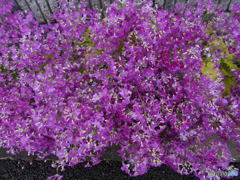 ピンク、ピンクだよ ピンク、ピンクだよ