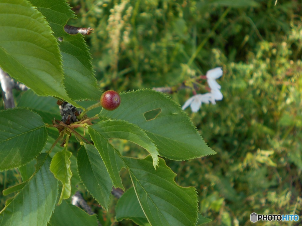 吉野桜のサクランボ