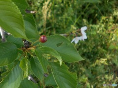 吉野桜のサクランボ 吉野桜のサクランボ