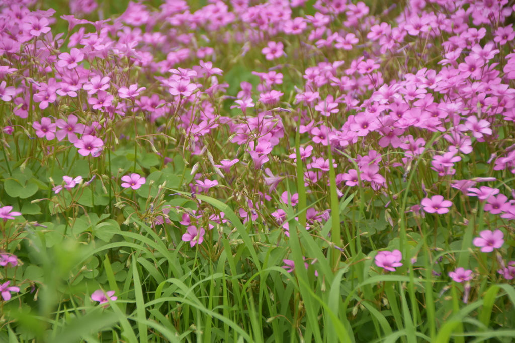 沢山なピンク花