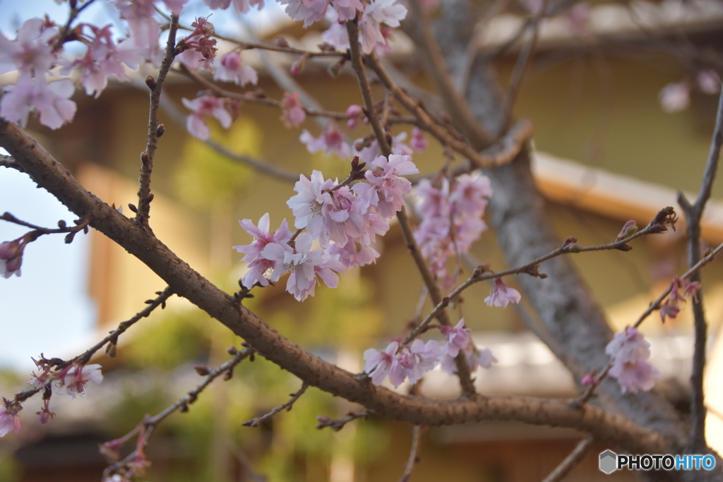 冬桜？