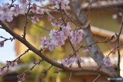 冬桜？