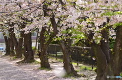 チリ桜２