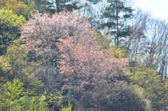 山桜2