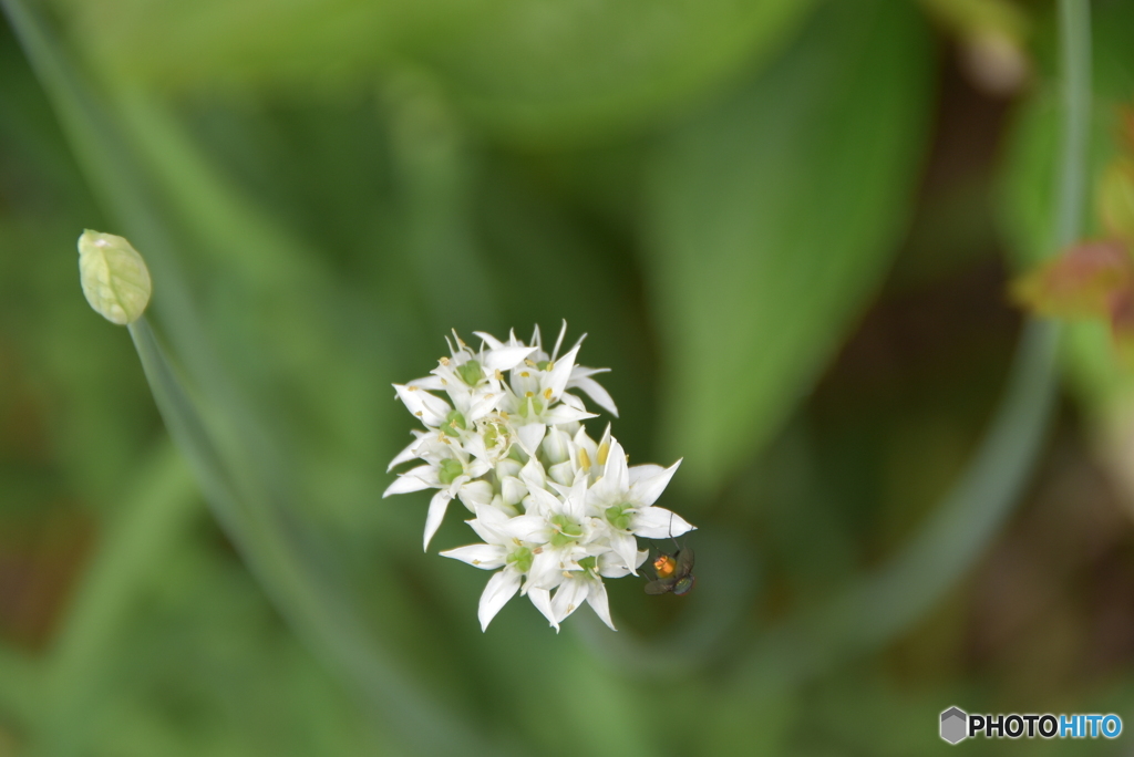 韮の花