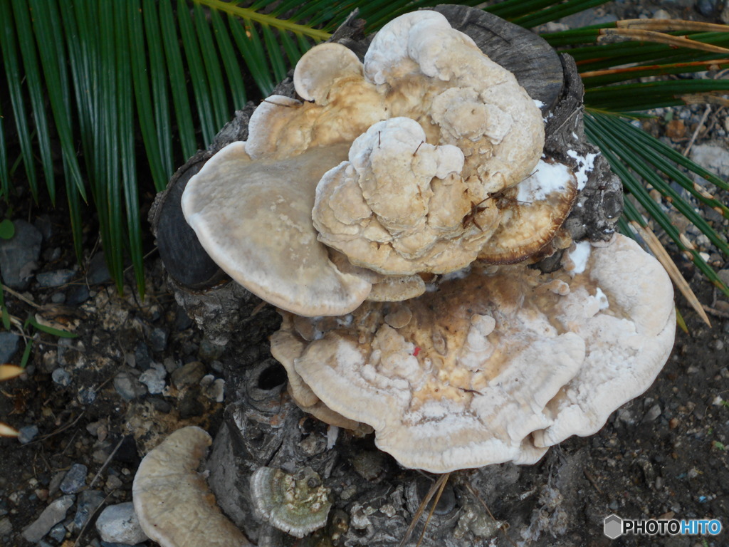 梅雨には・・・！