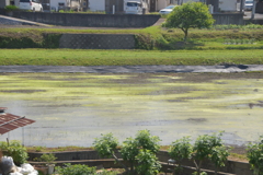 田植え後