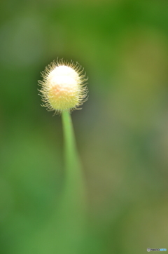 何、坊主かな？