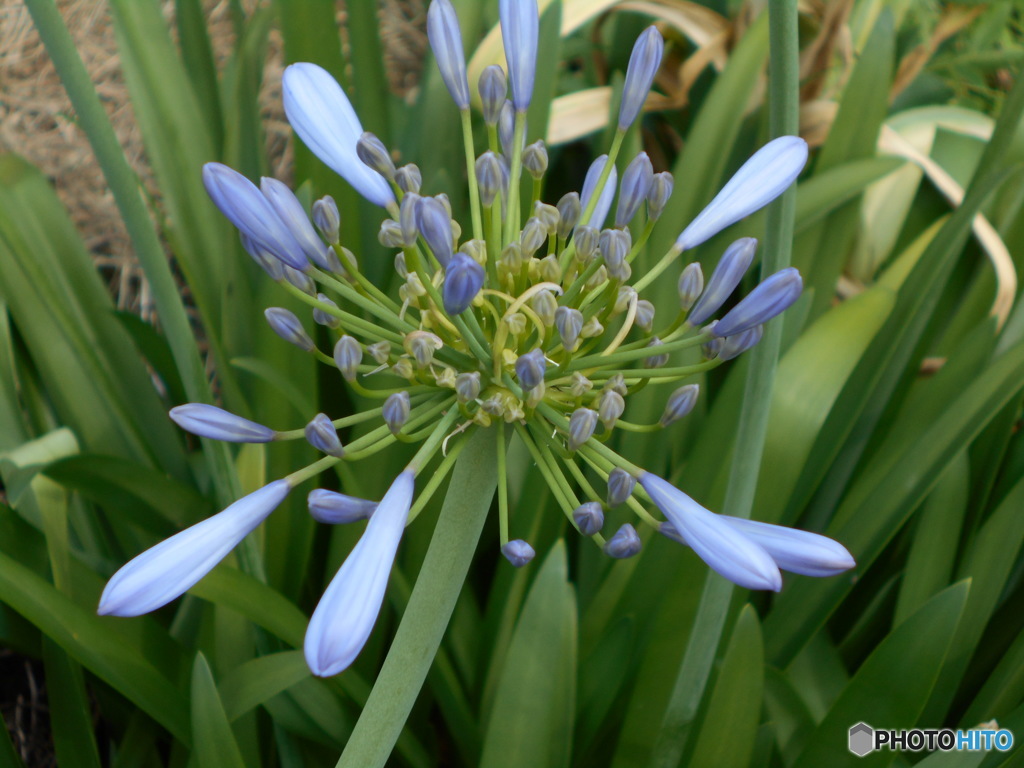 花の名前よくわかりません！