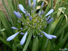 花の名前よくわかりません！