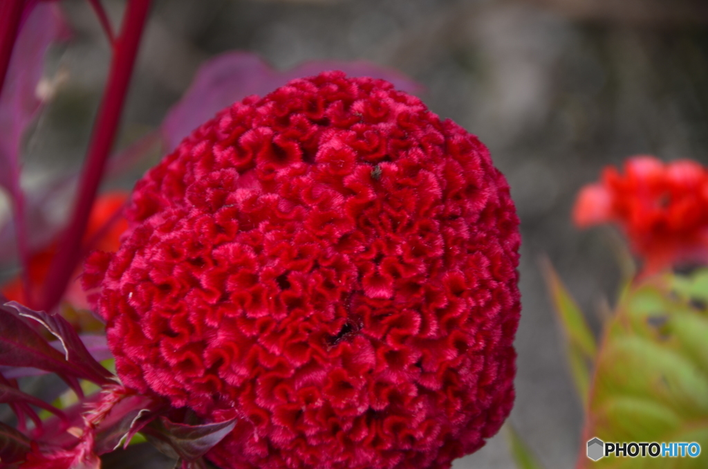 赤をメインに、