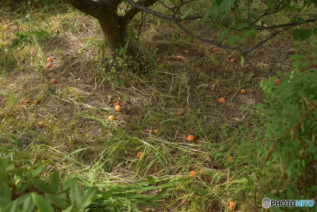 落下した梅の実