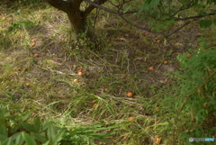 落下した梅の実