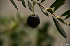 オリ-ブの実い