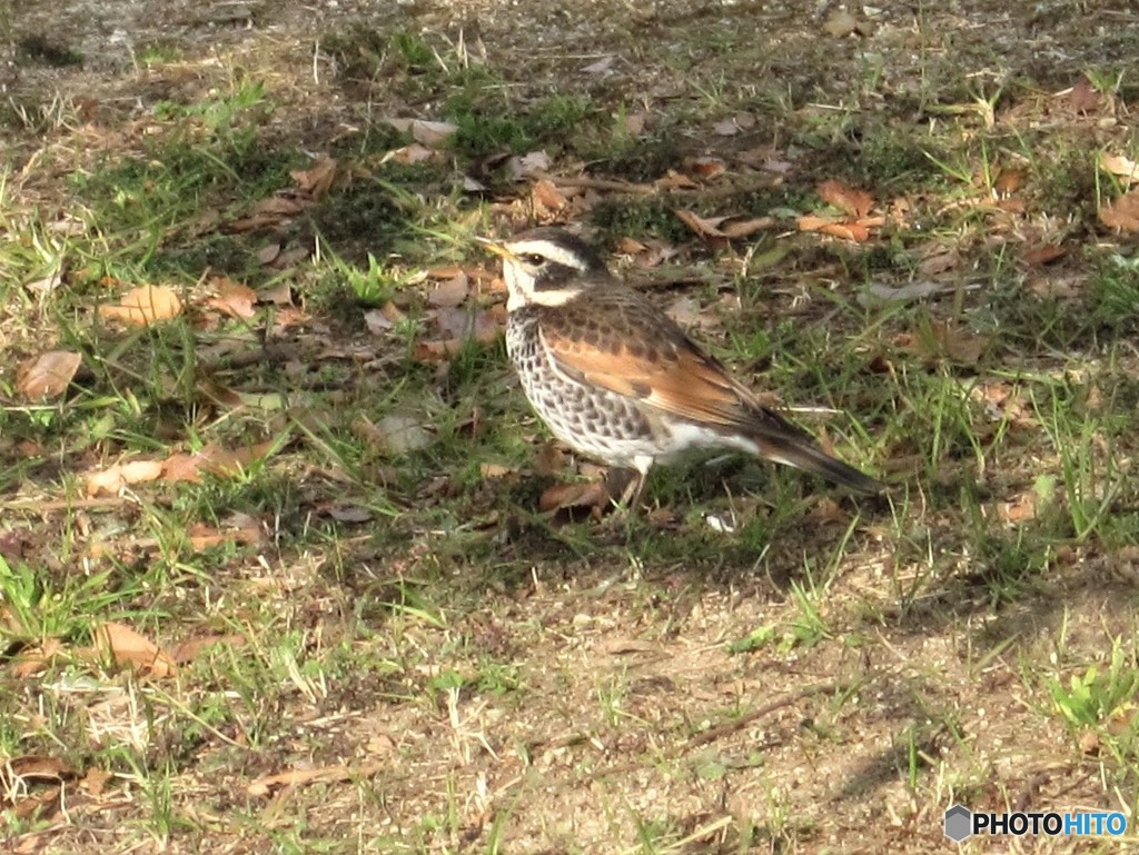 野鳥