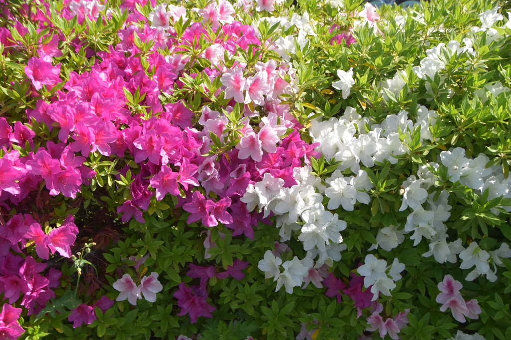 ツツジいろんな色