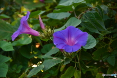 まだ咲いとるよ