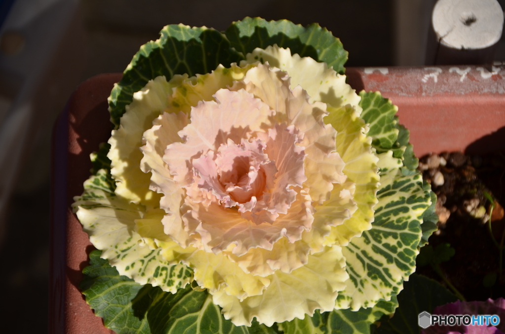 当家の葉ボタン